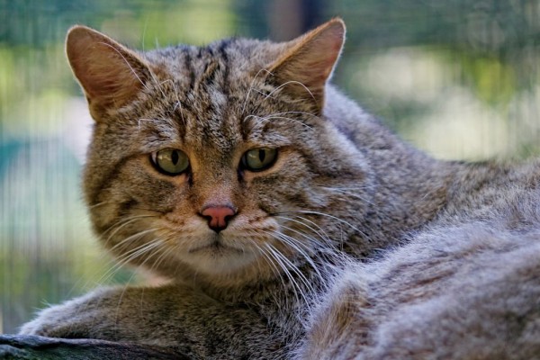 Kucing sedang Tidak Bahagia, Wajib Diketahui!