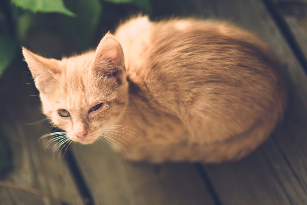 Kucing sedang Tidak Bahagia