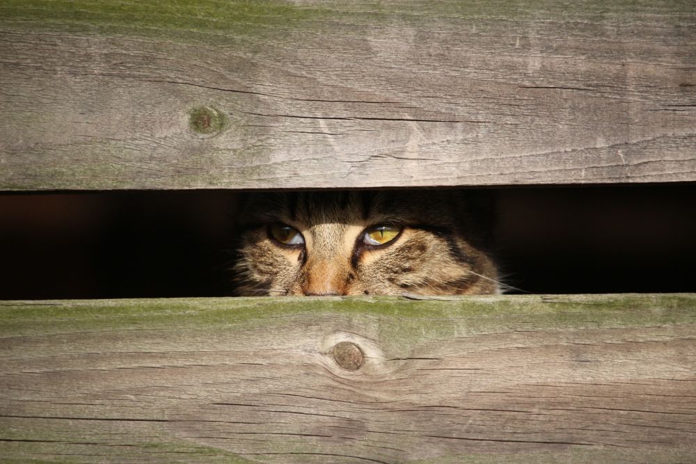 Kucing sedang Tidak Bahagia