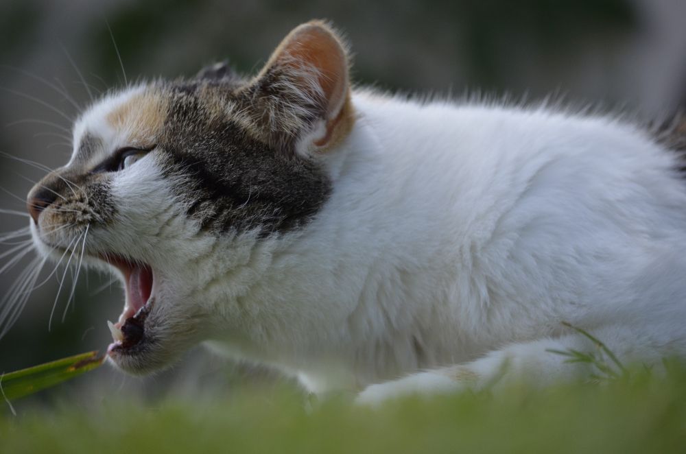 Kucing sedang Tidak Bahagia